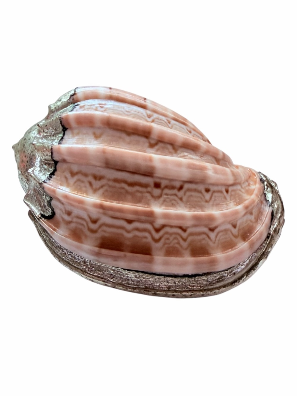 Silver Dipped Sea Shell Coated Decorative